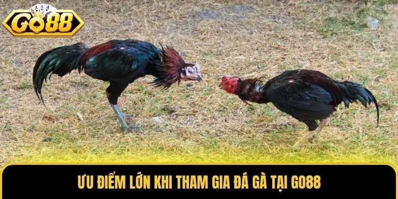 Đá Gà 3 Ưu điểm lớn khi tham gia đá gà tại Go88